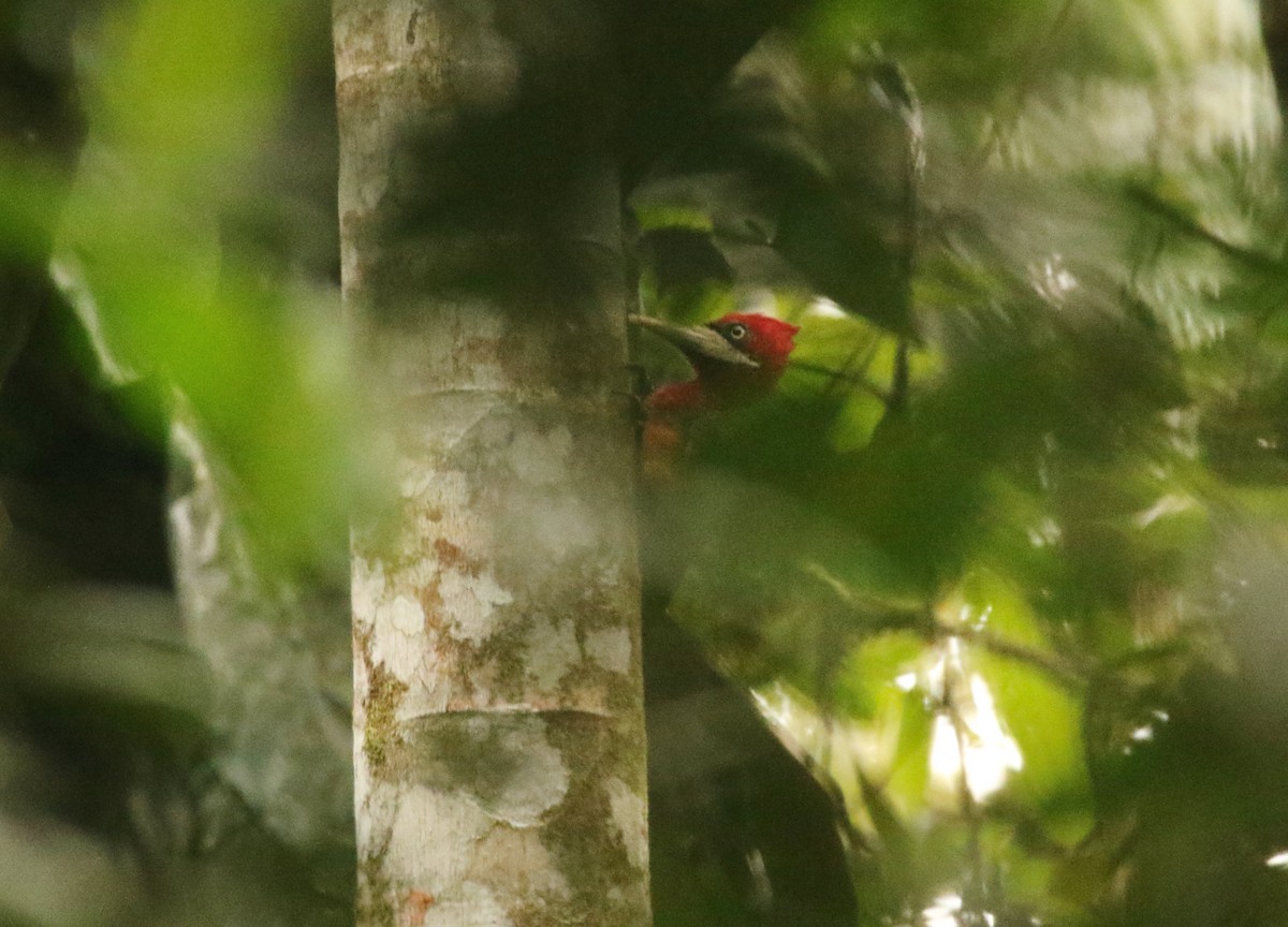 Red-necked Woodpecker - ML641314297