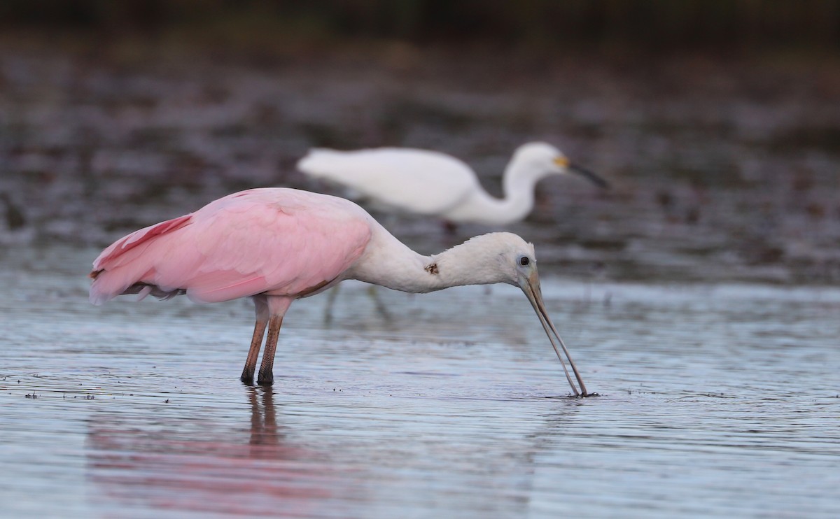 Roseate Spoonbill - ML641314308