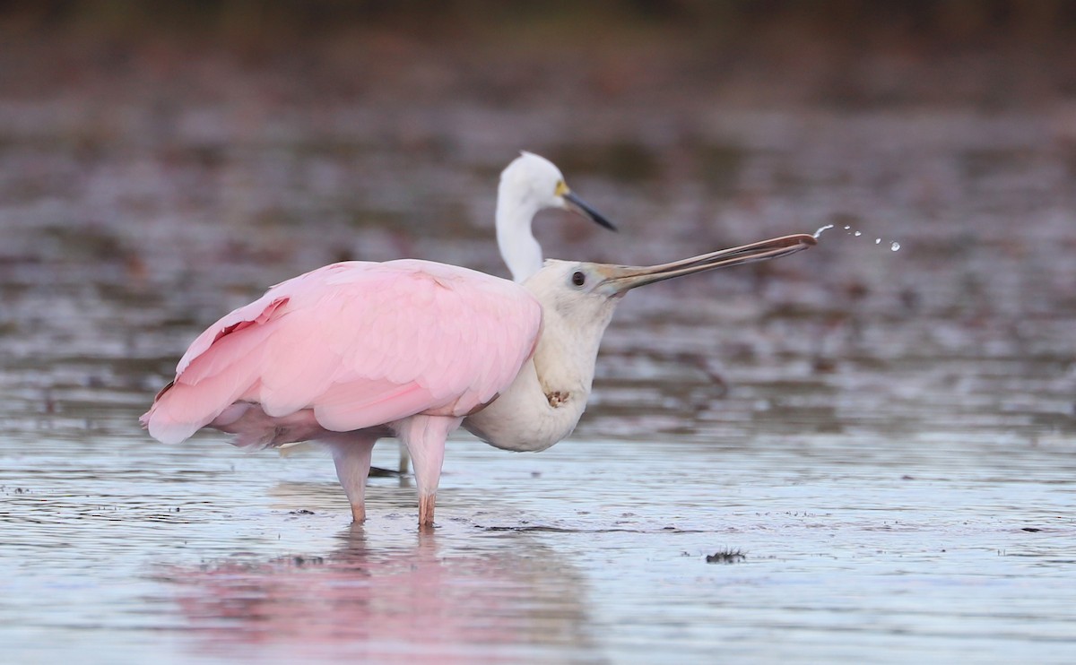 Roseate Spoonbill - ML641314317