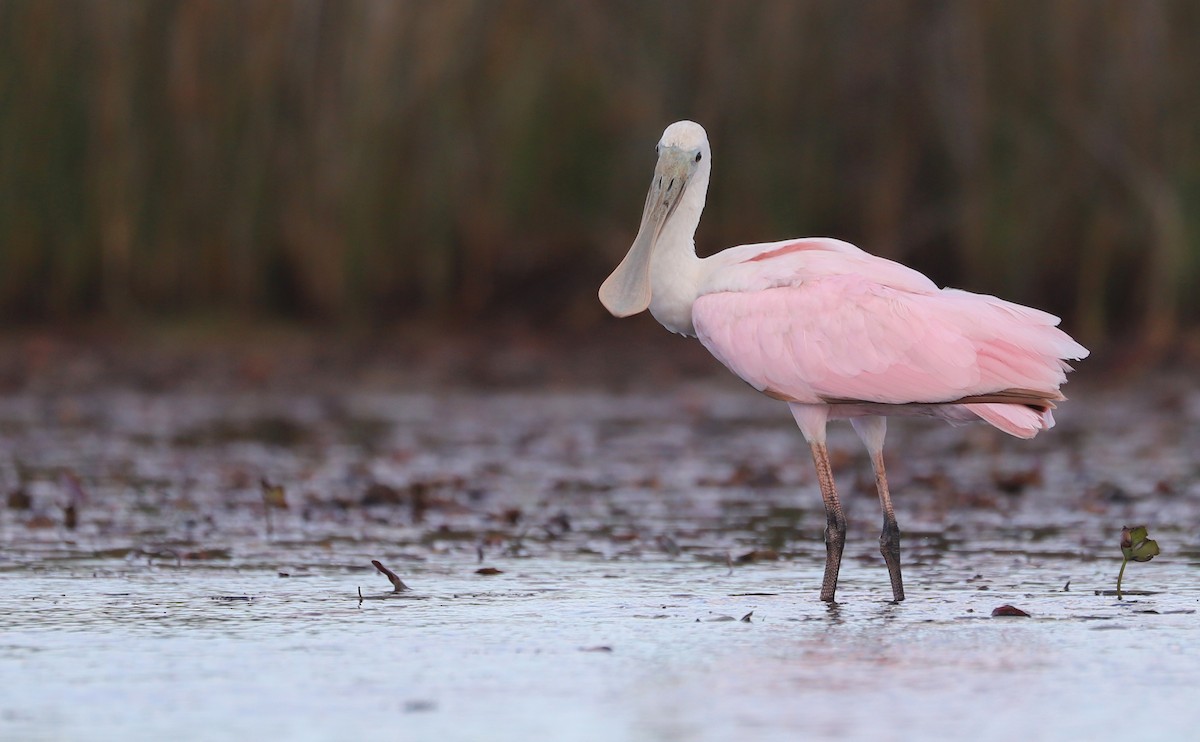 Roseate Spoonbill - ML641314324