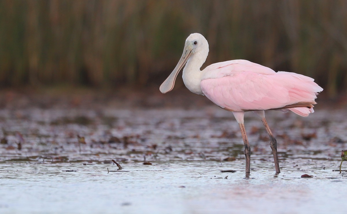 Roseate Spoonbill - ML641314332