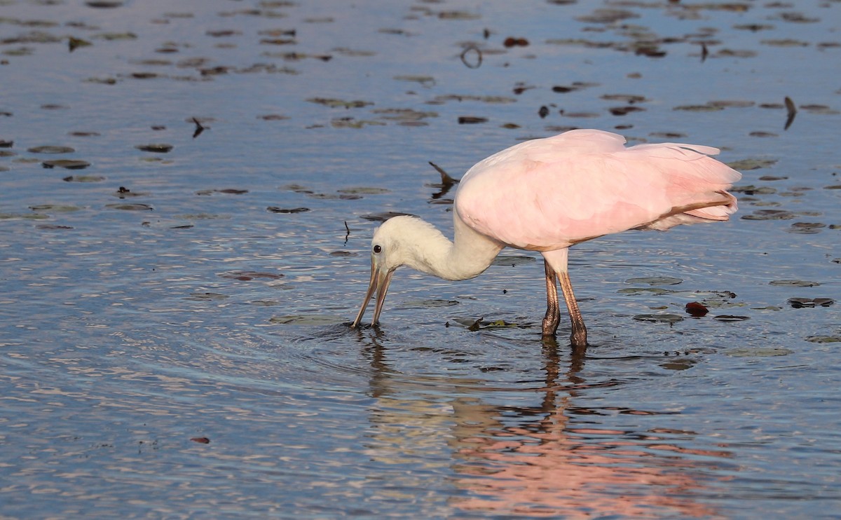Roseate Spoonbill - ML641314337