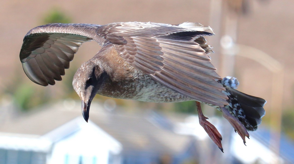 Western Gull - ML641314340