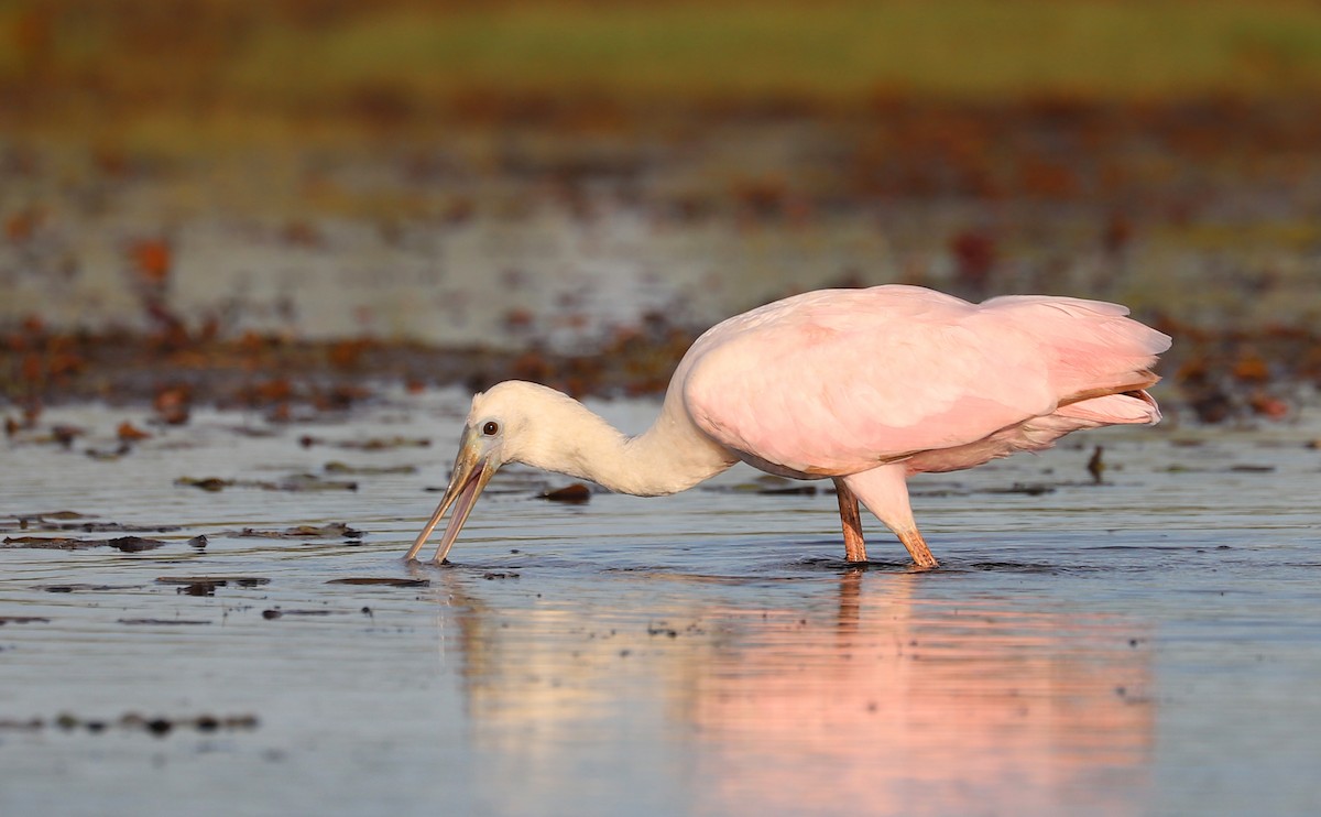 Roseate Spoonbill - ML641314347