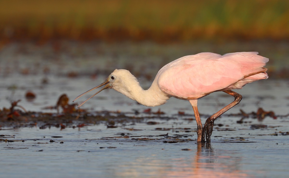 Roseate Spoonbill - ML641314351