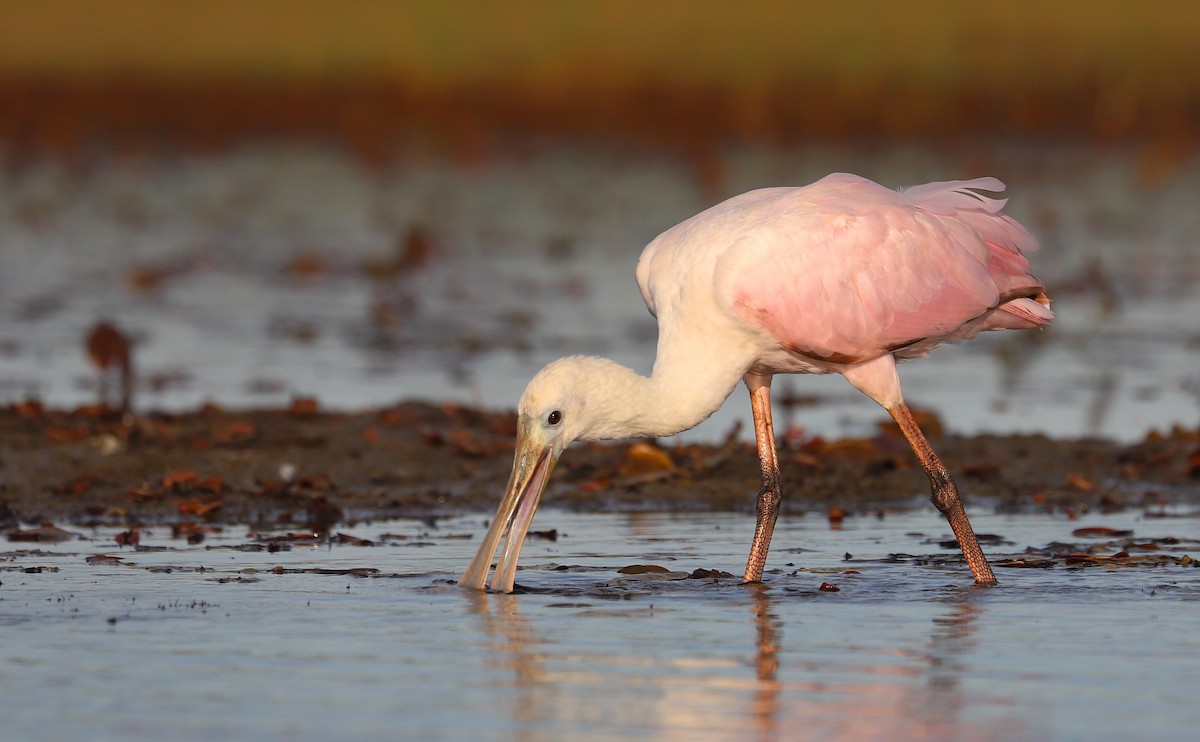 Roseate Spoonbill - ML641314354