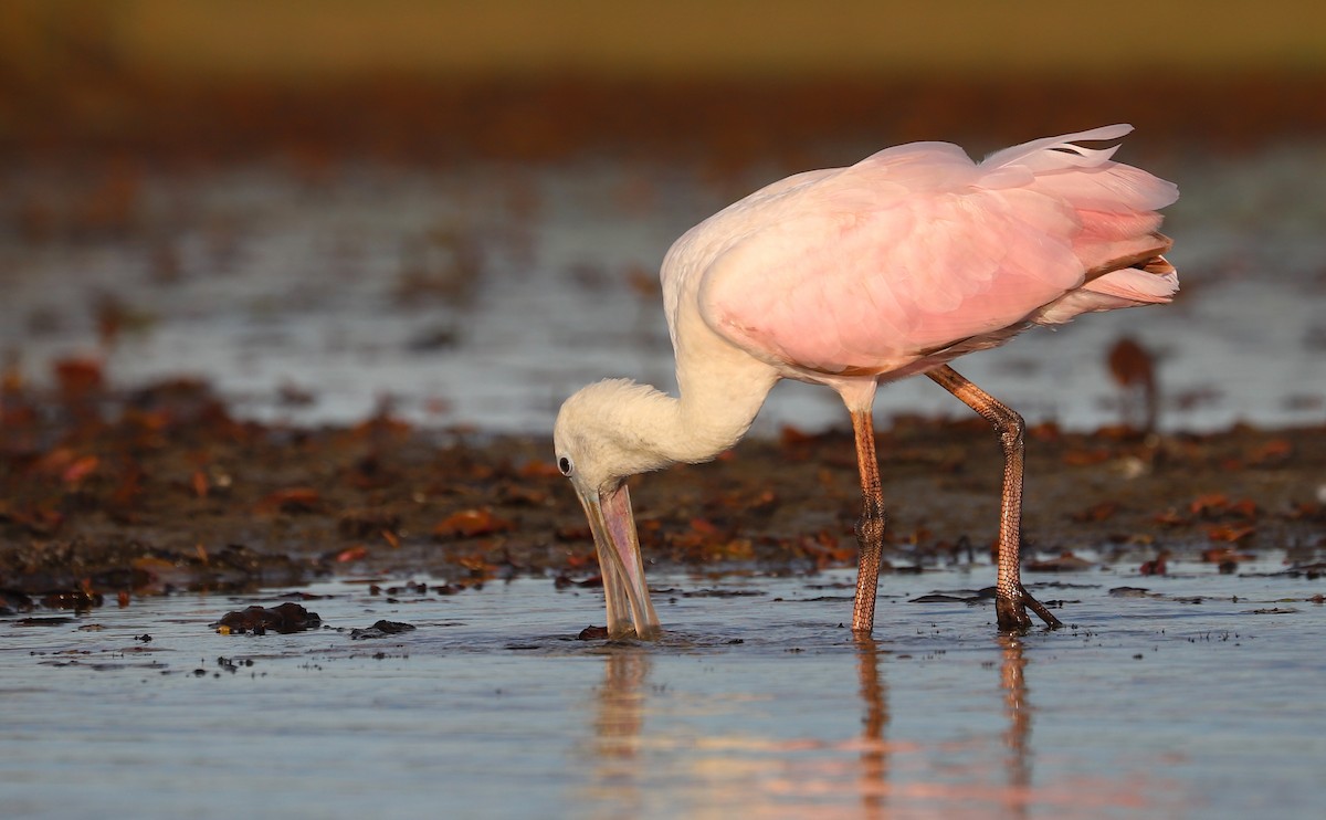 Roseate Spoonbill - ML641314357