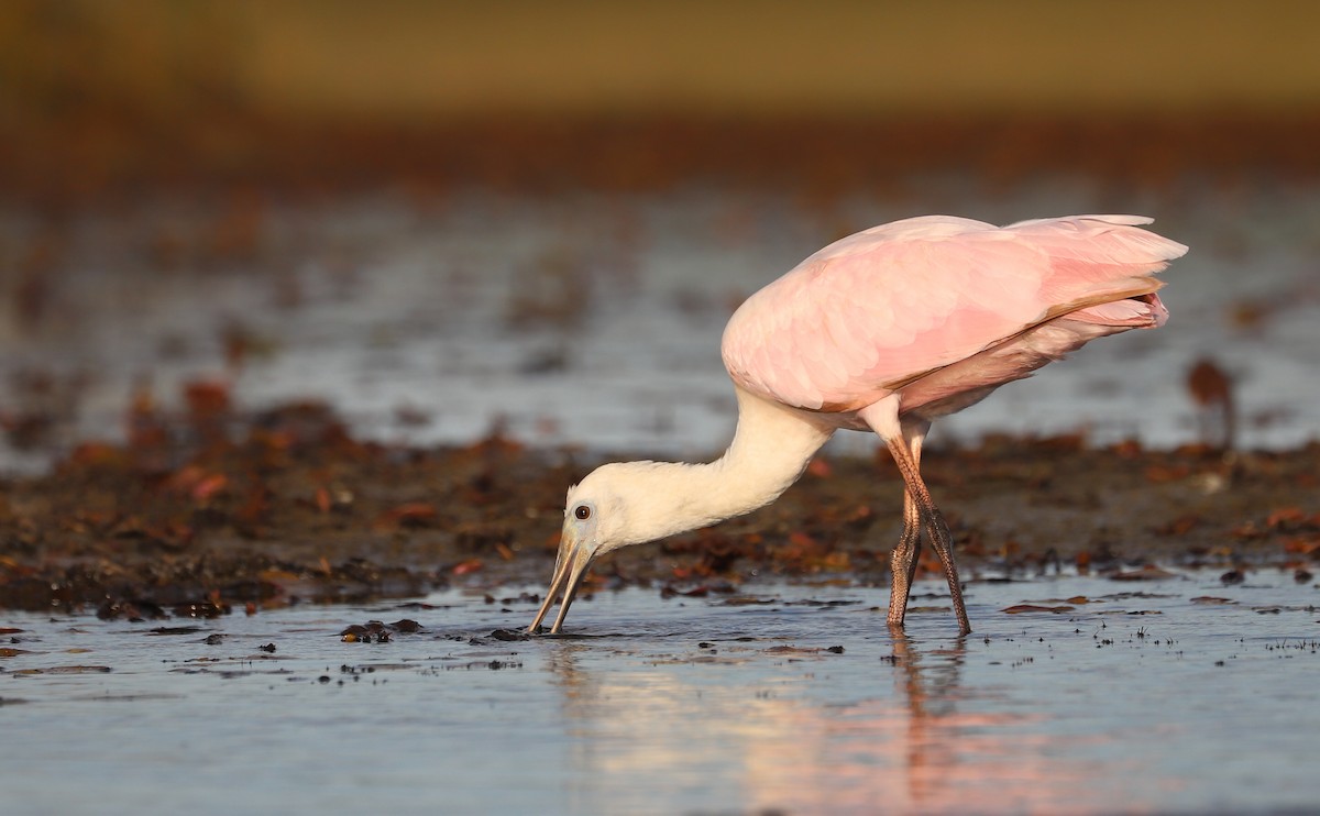 Roseate Spoonbill - ML641314360
