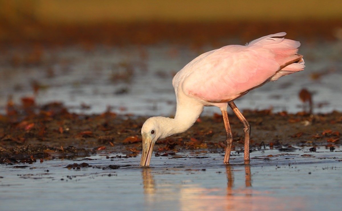 Roseate Spoonbill - ML641314367