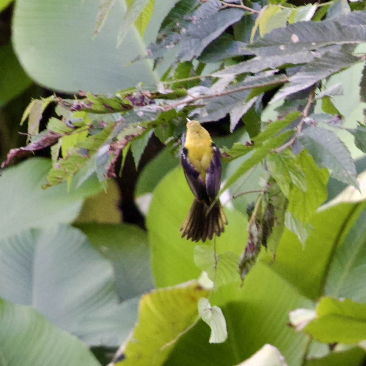 Bar-winged Oriole - ML641314368