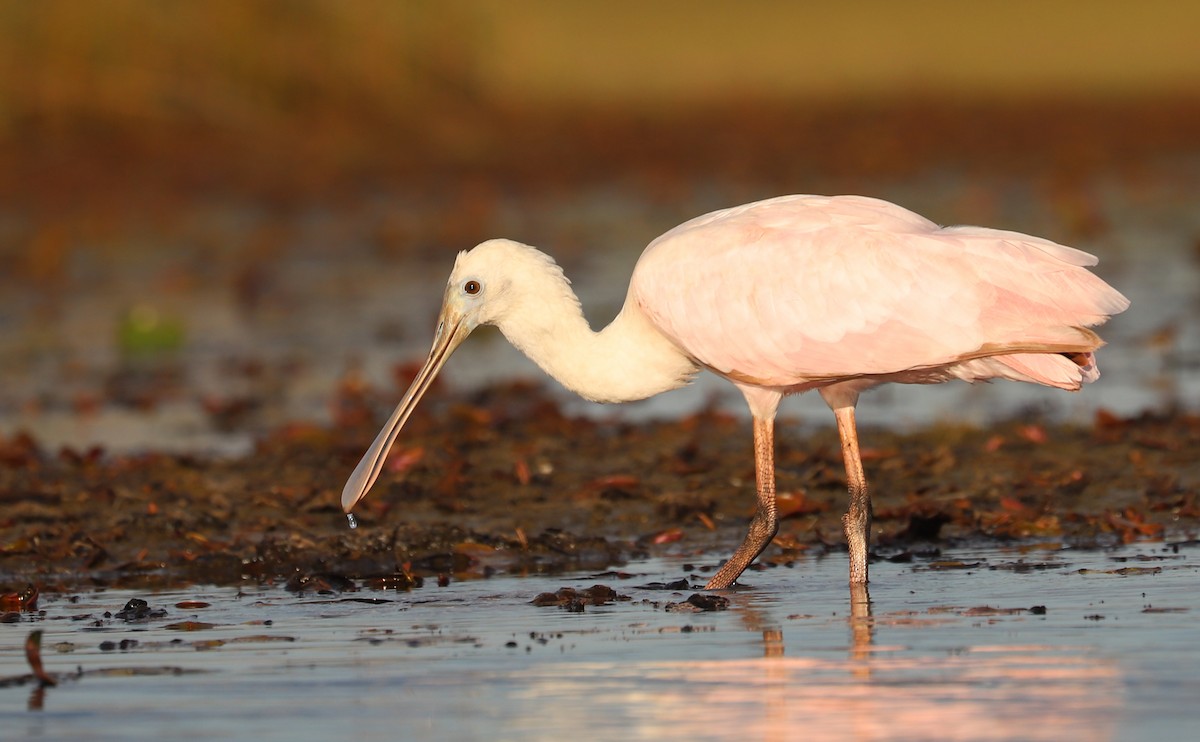 Roseate Spoonbill - ML641314371