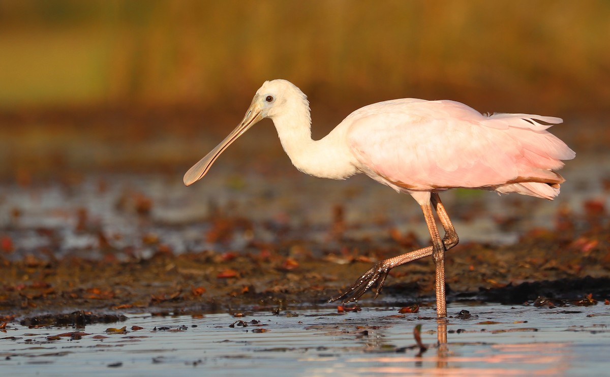 Roseate Spoonbill - ML641314375