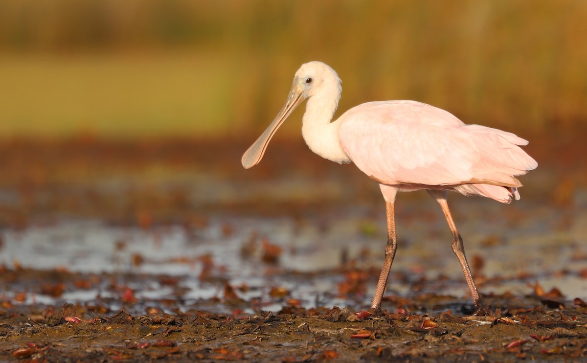 Roseate Spoonbill - ML641314377