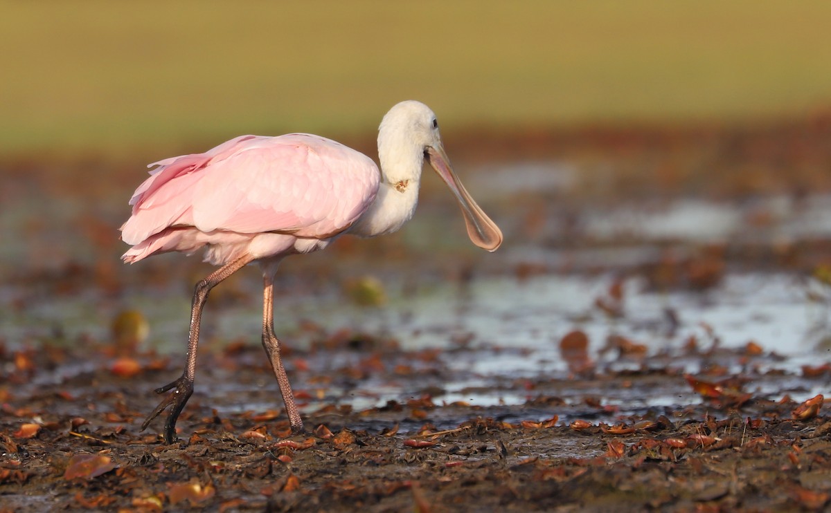 Roseate Spoonbill - ML641314379