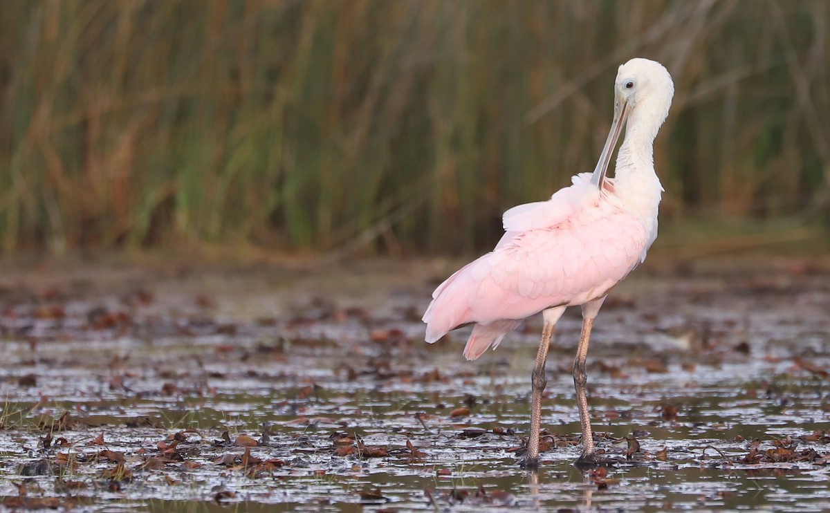 Roseate Spoonbill - ML641314380