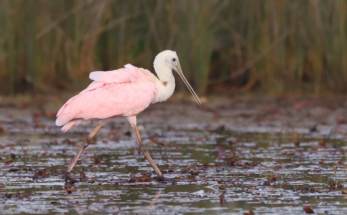 Roseate Spoonbill - ML641314386