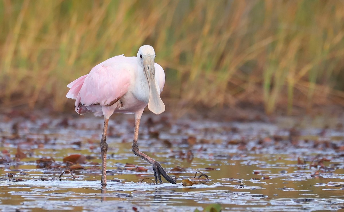 Roseate Spoonbill - ML641314390