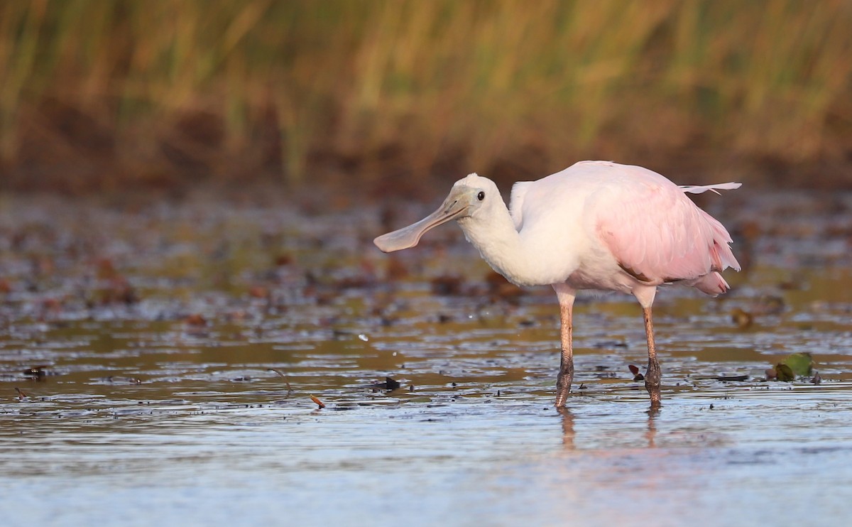 Roseate Spoonbill - ML641314395