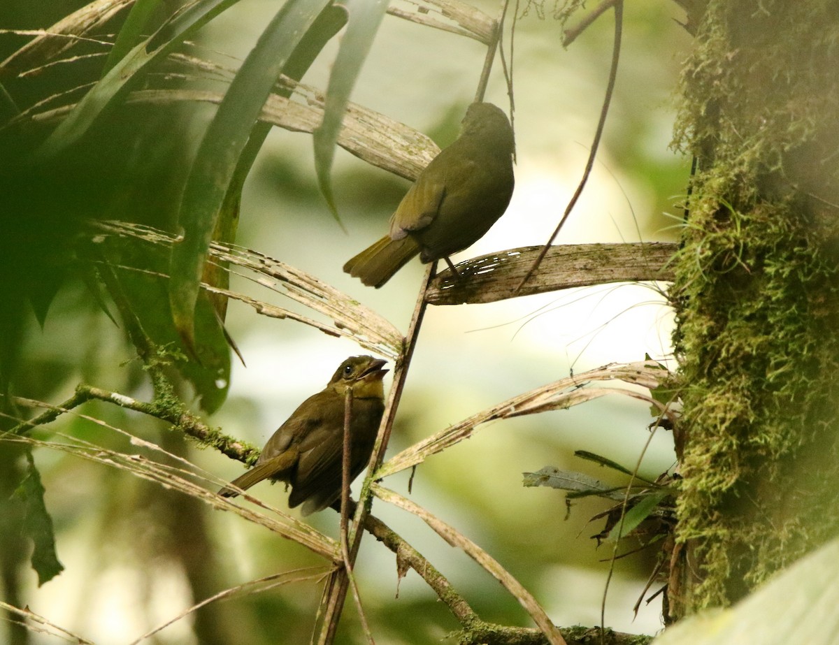 Yellow-lored Tanager - ML641314407