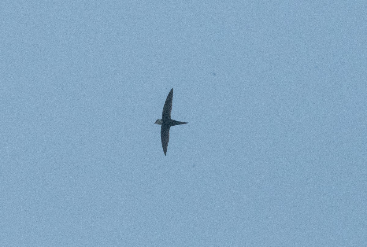Lesser Swallow-tailed Swift - ML641314531