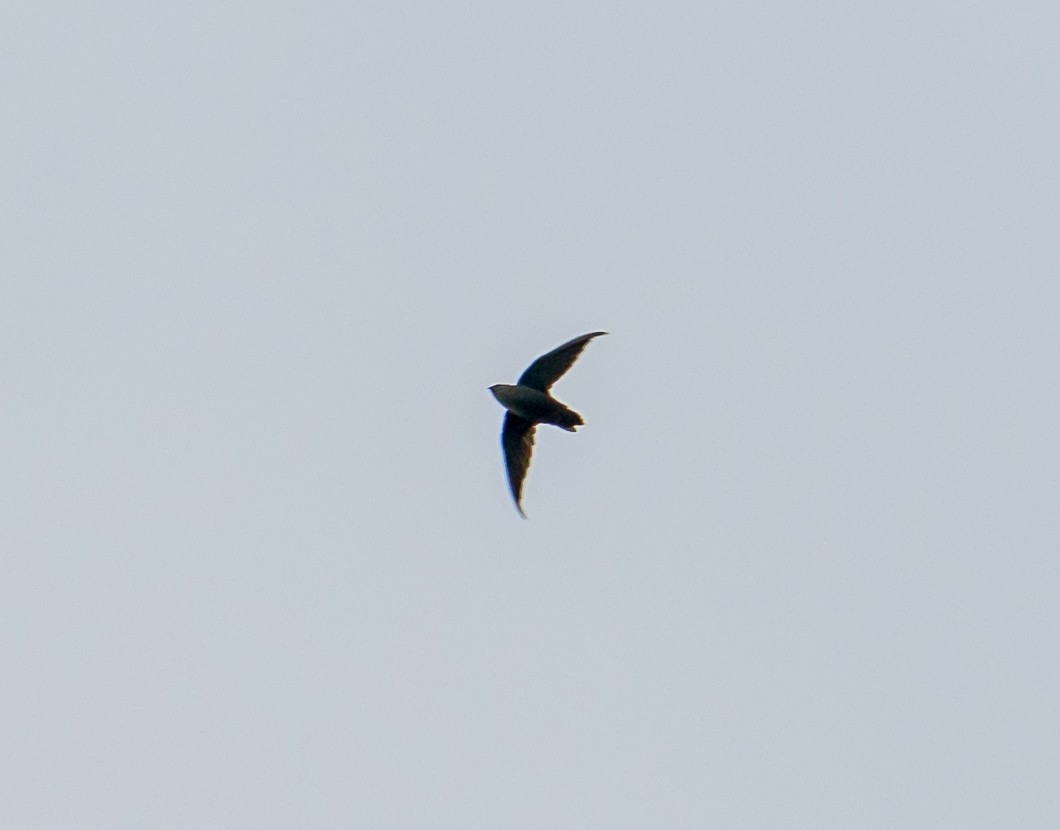 Chimney Swift - ML641314605