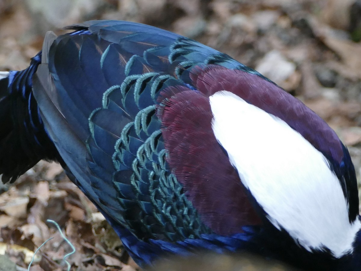 Swinhoe's Pheasant - ML641314622
