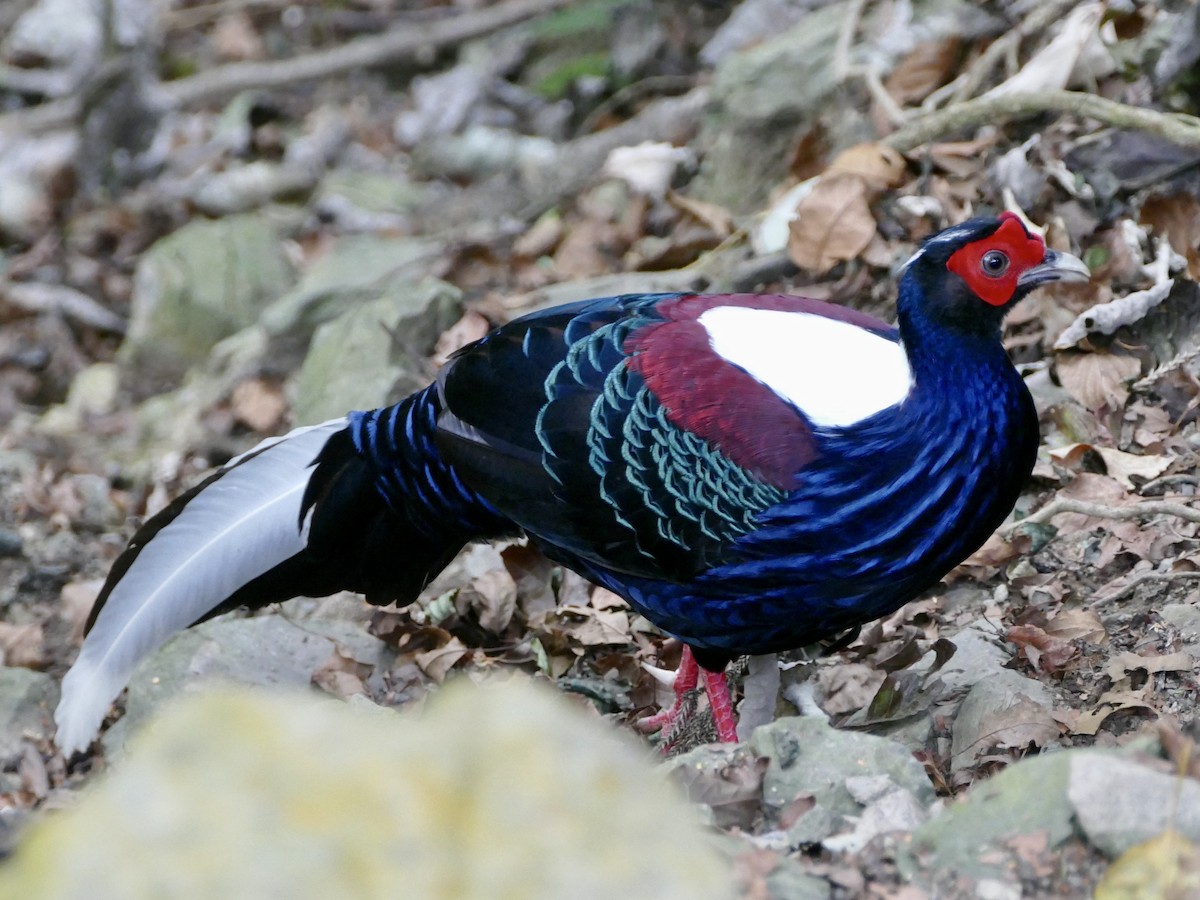 Swinhoe's Pheasant - ML641314623