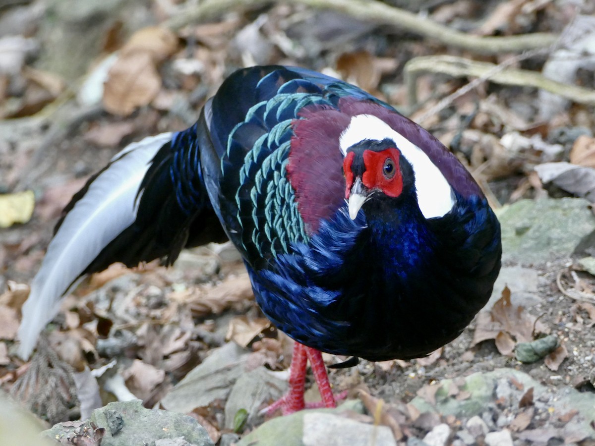 Swinhoe's Pheasant - ML641314625