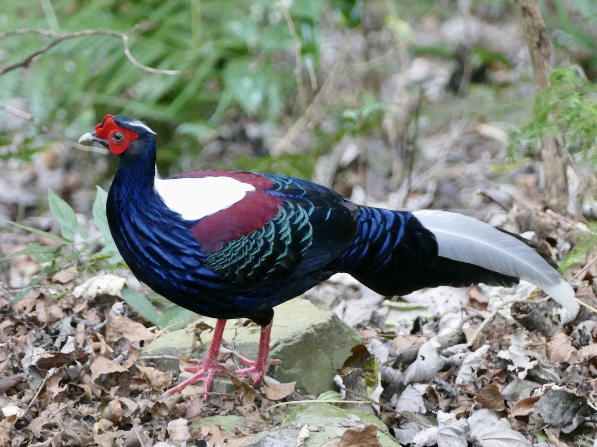 Swinhoe's Pheasant - ML641314627