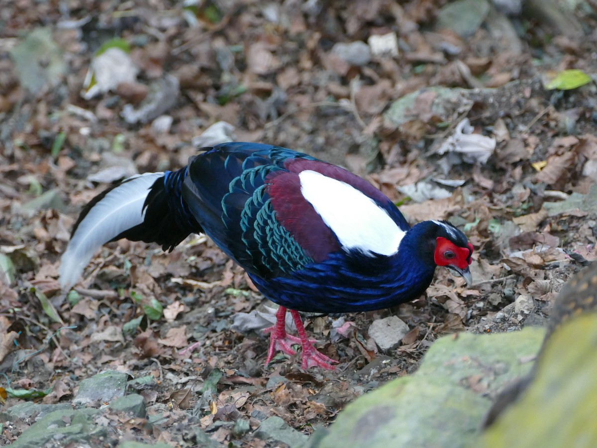 Swinhoe's Pheasant - ML641314628