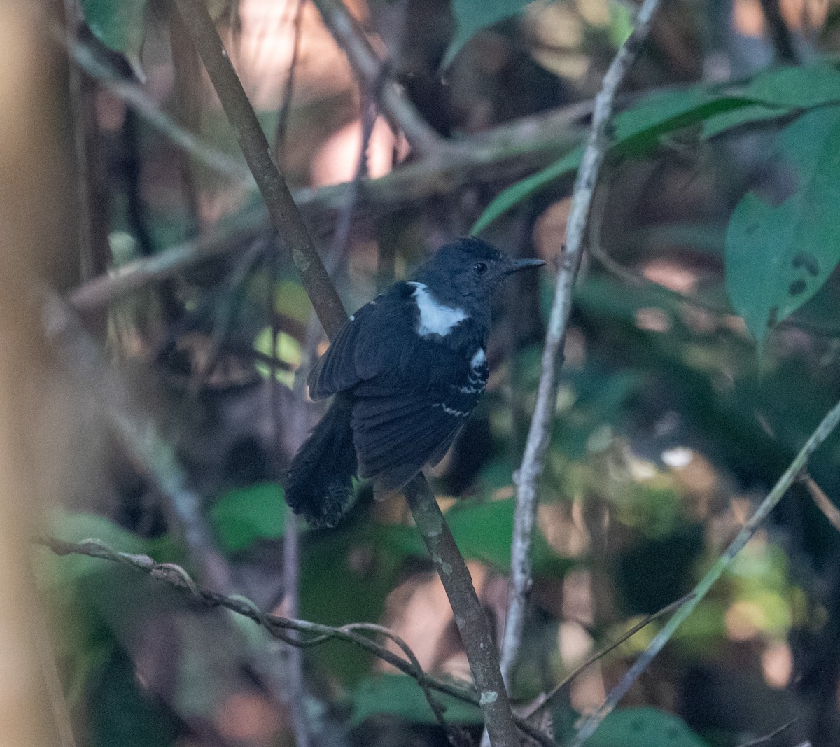 Dusky Antbird - ML641314636