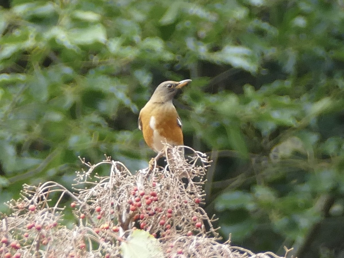 brunhodetrost - ML641314664