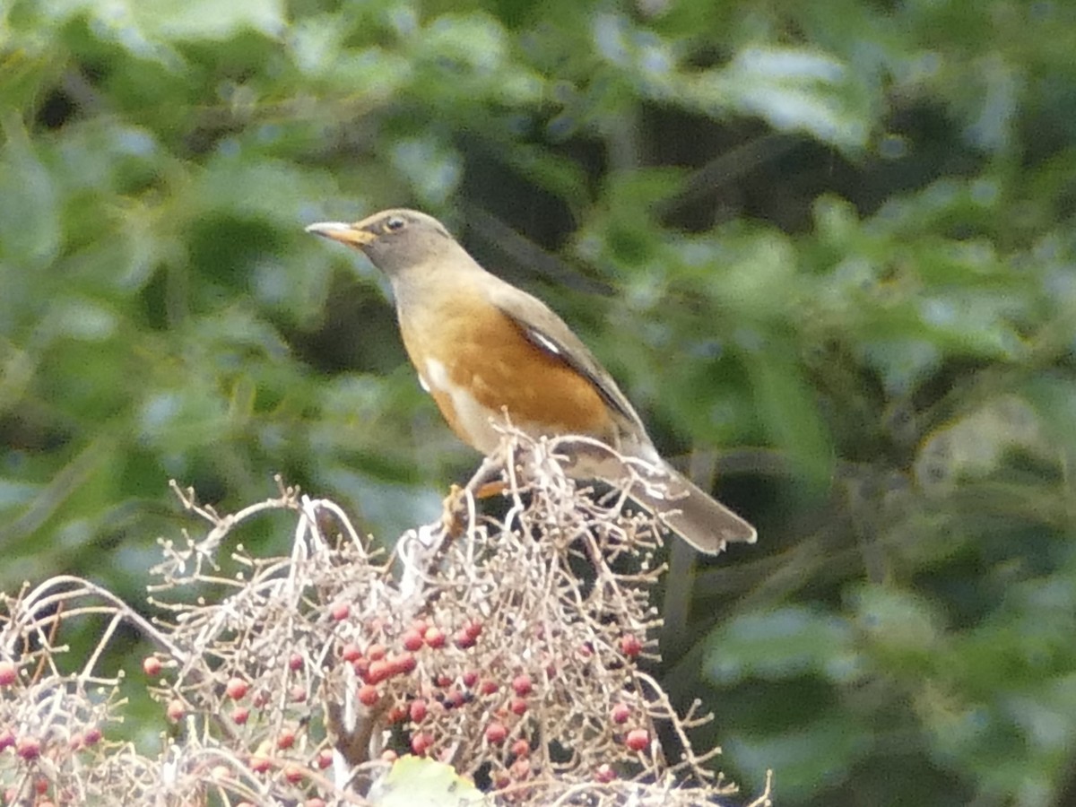 brunhodetrost - ML641314665