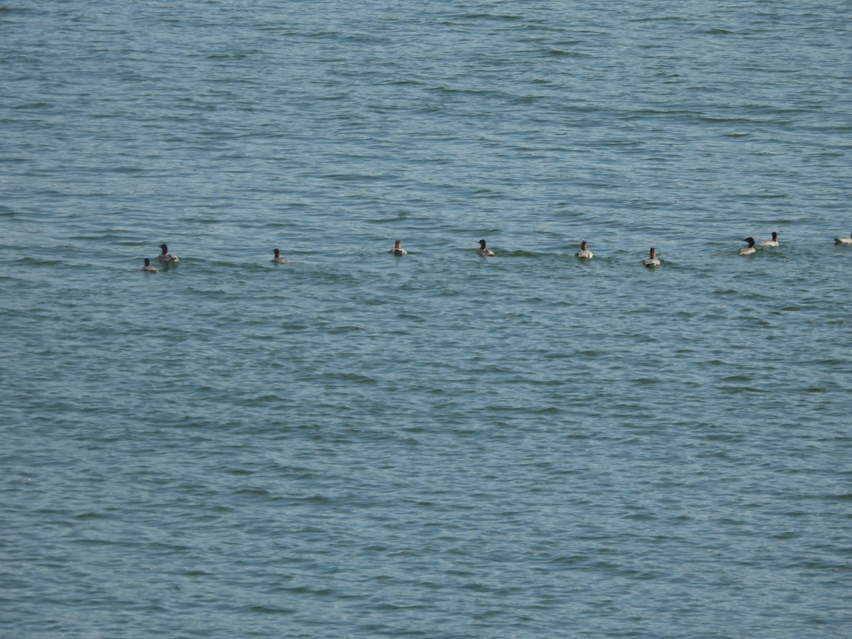 Common Merganser - ML641314674