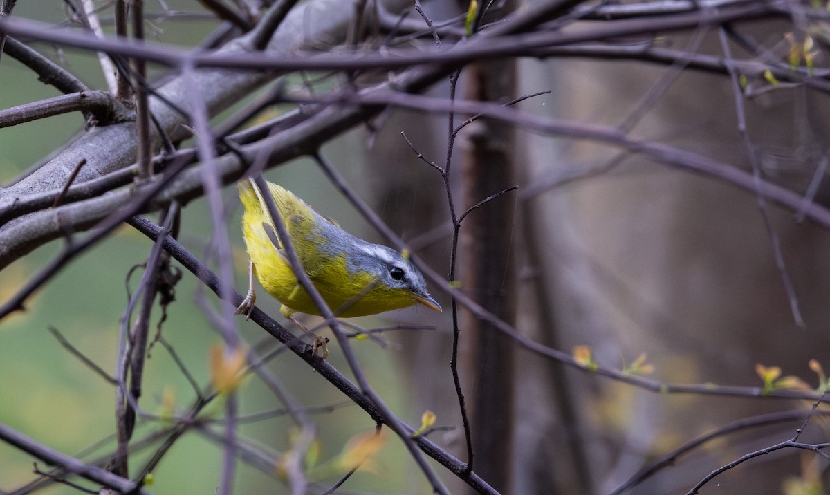 Gray-hooded Warbler - ML641314709