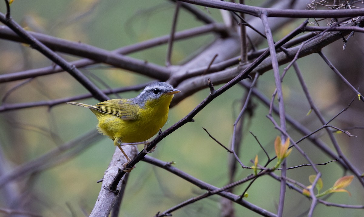 Gray-hooded Warbler - ML641314710