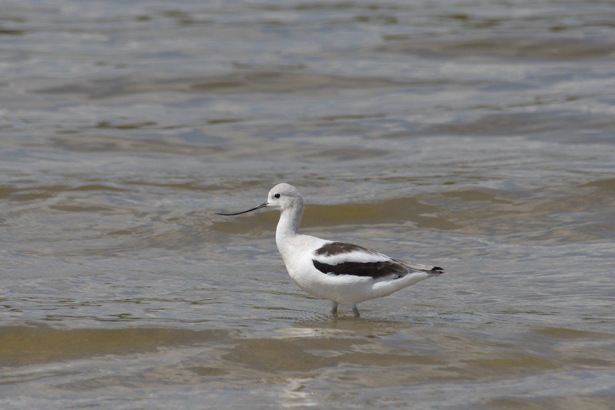 American Avocet - ML641314721