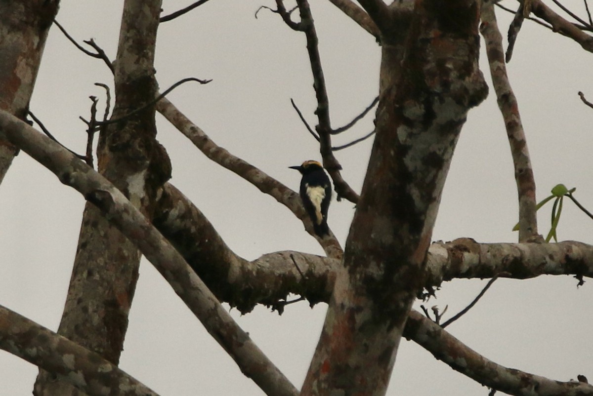 Yellow-tufted Woodpecker - ML641314726