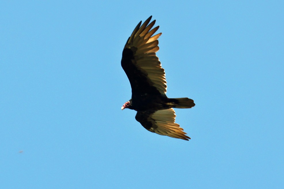 Turkey Vulture - ML641314728