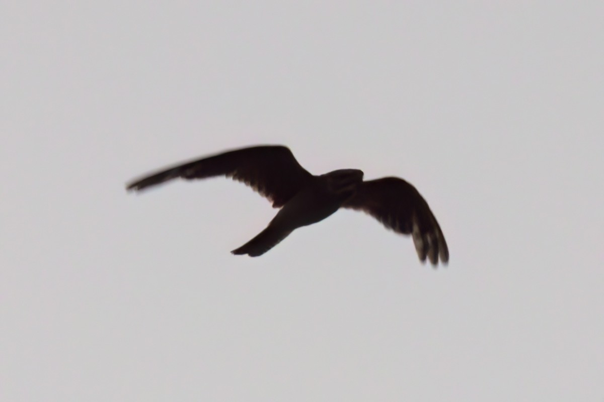 Lesser Nighthawk - ML641314747