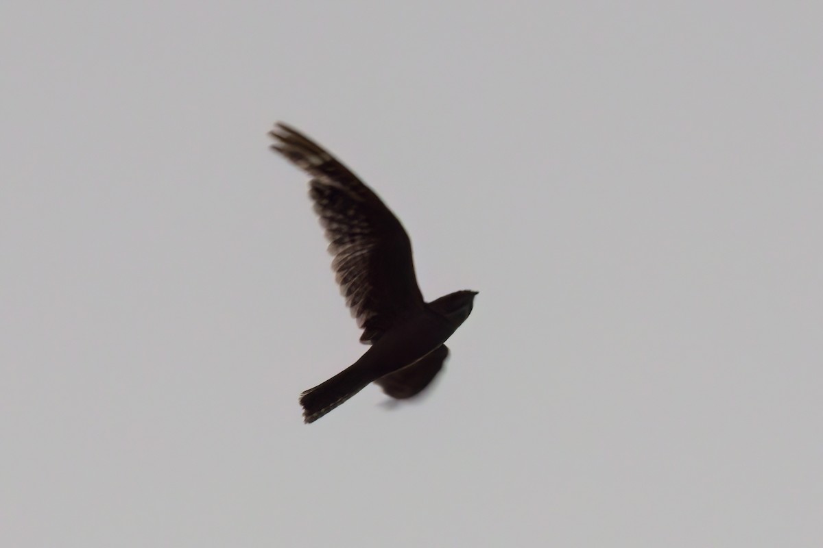 Lesser Nighthawk - ML641314748