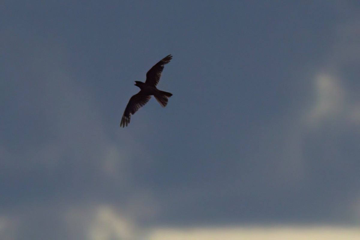 Lesser Nighthawk - ML641314749