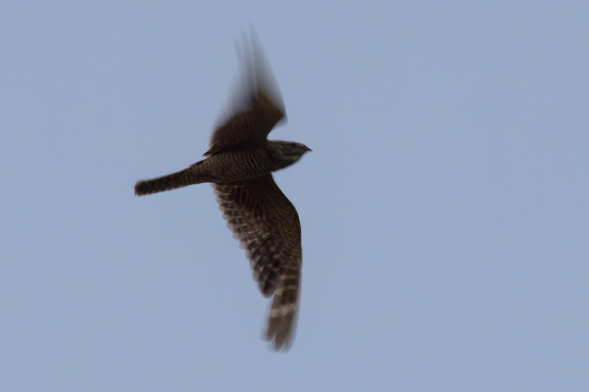 Lesser Nighthawk - ML641314750