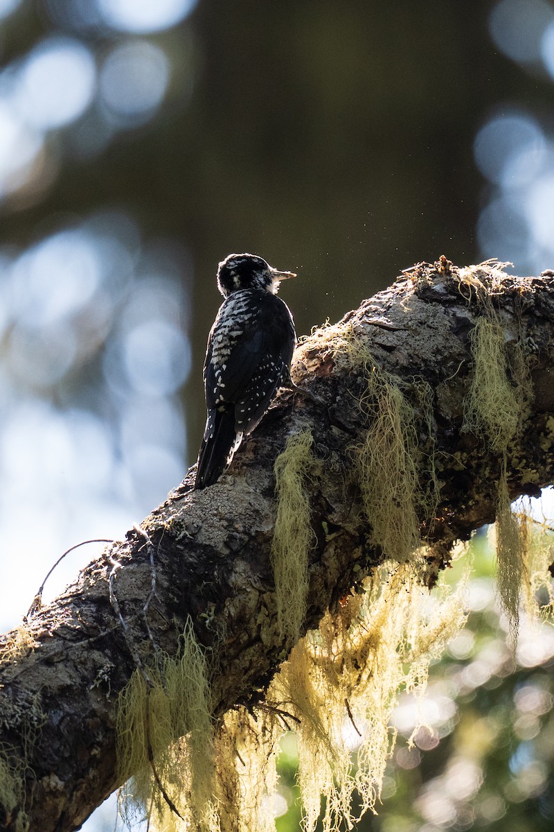 American Three-toed Woodpecker - ML641314765