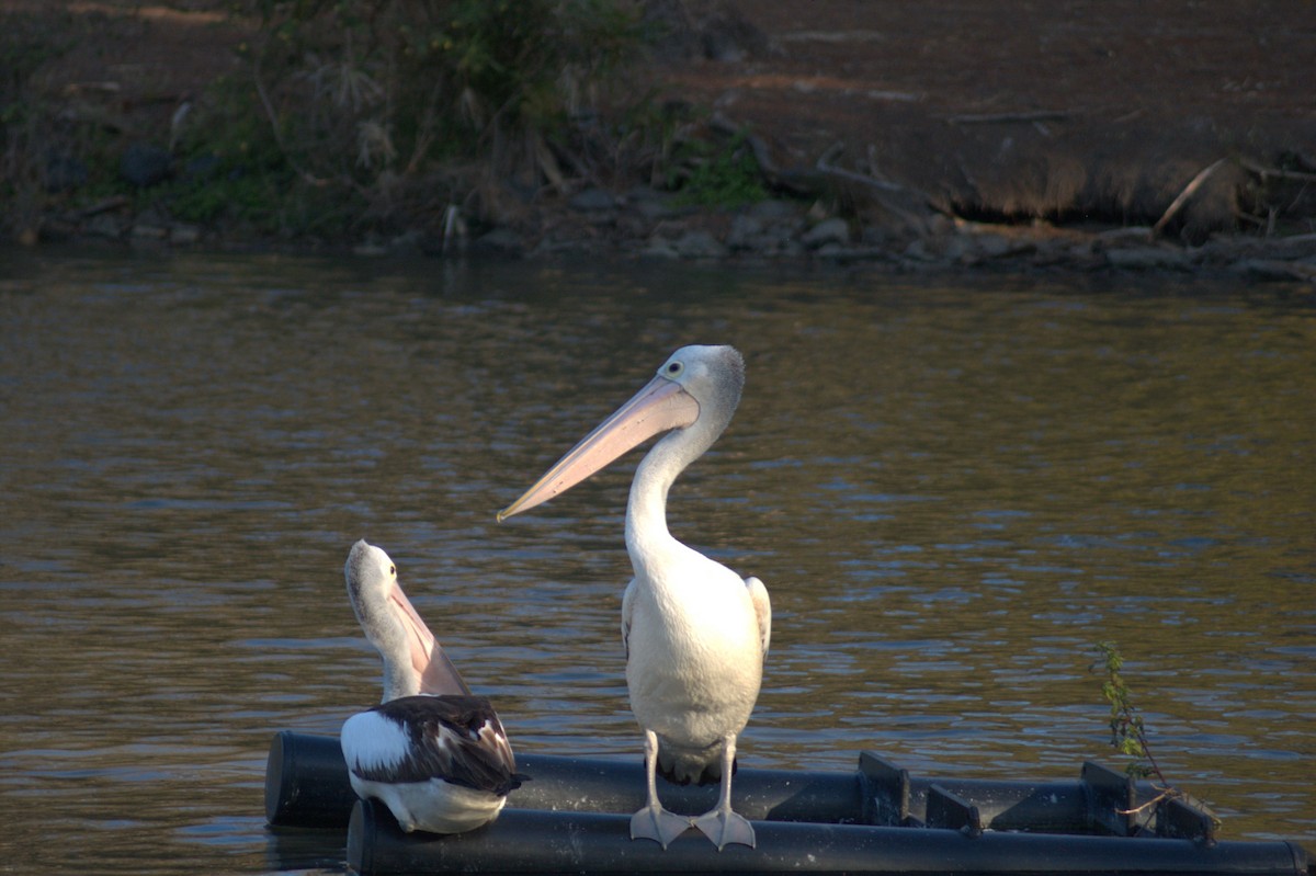 Australian Pelican - ML641314767