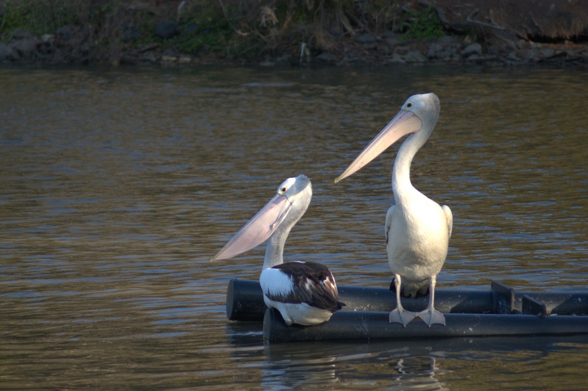 Australian Pelican - ML641314768