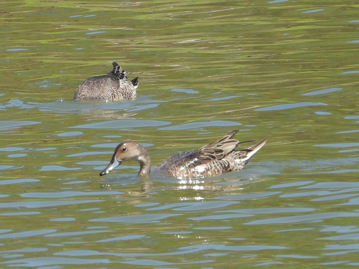 Northern Pintail - ML641314770