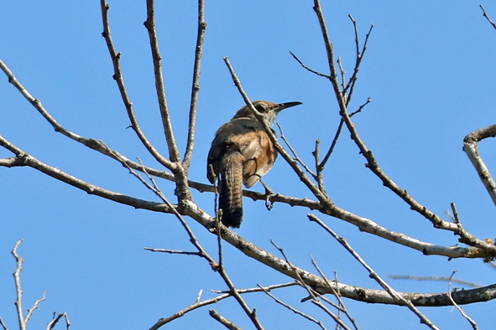 Bewick's Wren - ML641314772