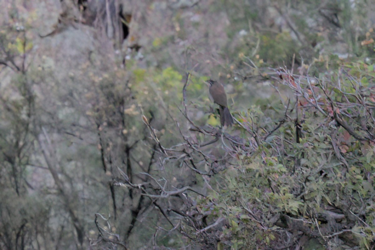 Five-striped Sparrow - ML641314776