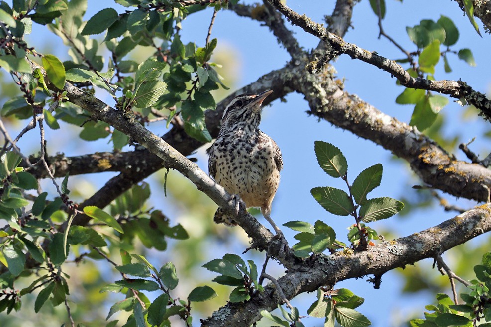 Cactus Wren - ML641314786